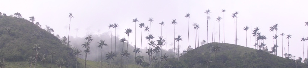 Colombia-Cocora-palma-cera.jpg